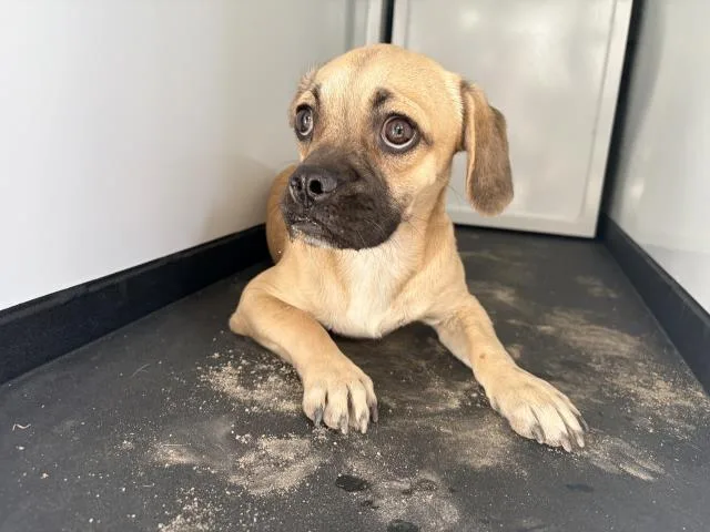 A young small-sized male Pug dog named A for adoption in Visalia, CA