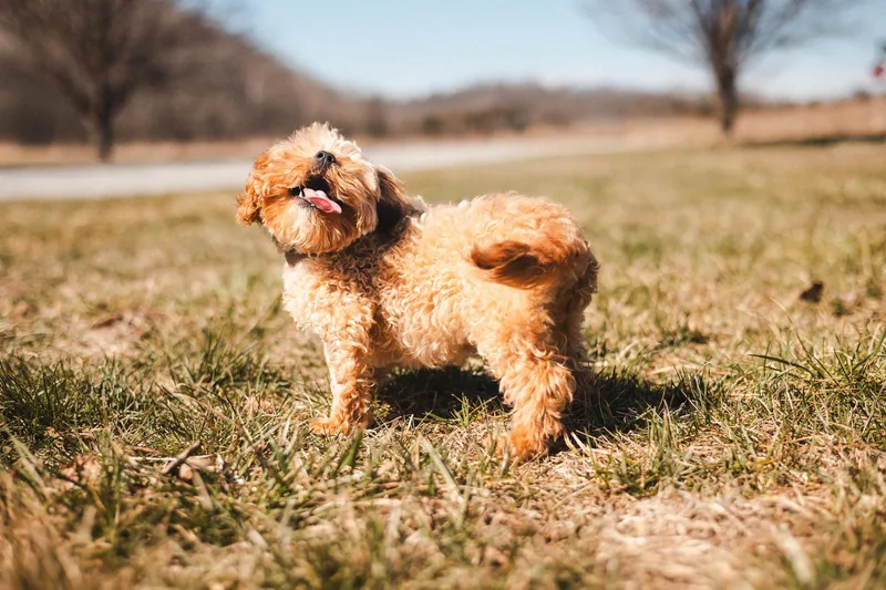 A young small-sized male Cavapoo dog named Danny Boy Transport for adoption in Gradyville, KY