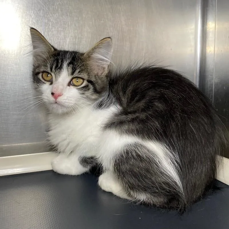 A young medium-sized male Domestic Long Hair cat named Billy for adoption in Roanoke, VA