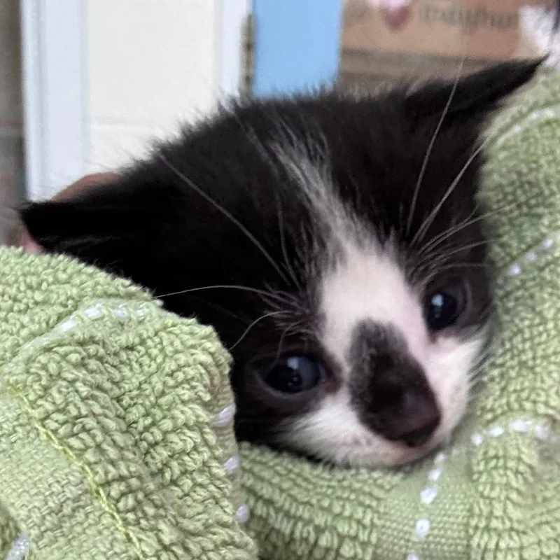 A baby small-sized female White Domestic Short Hair cat named Panda for adoption in Indianapolis, IN