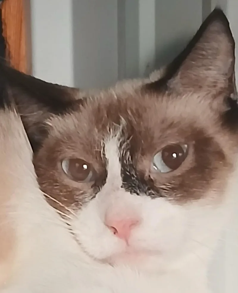 A young medium-sized female Seal Point Siamese cat named 5149242 for adoption in Lees Summit, MO