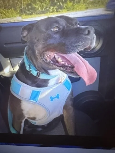 Scarlett thumbnail 2