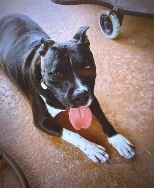 Scarlett thumbnail 3