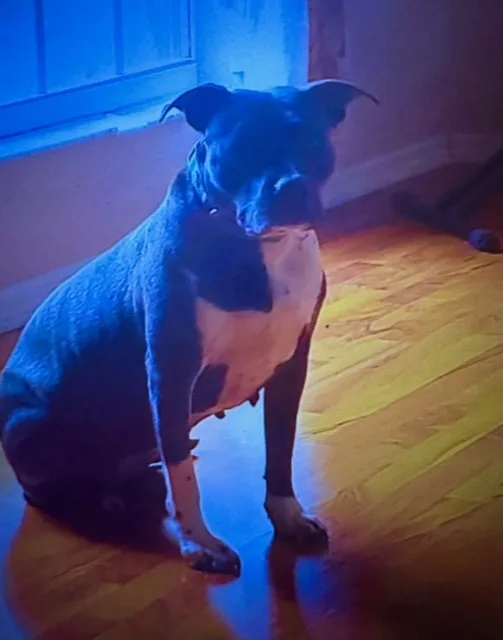 Scarlett thumbnail 4