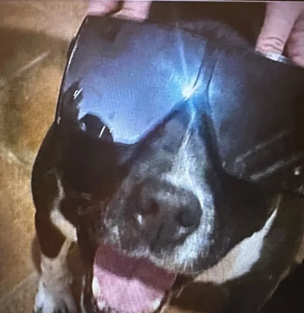 Scarlett thumbnail 5