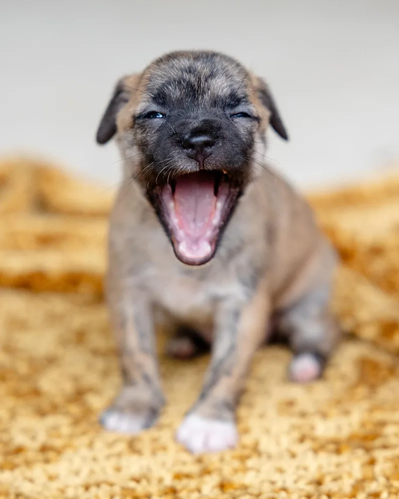 A baby small-sized female Chihuahua dog named Moscato for adoption in Pflugerville, TX
