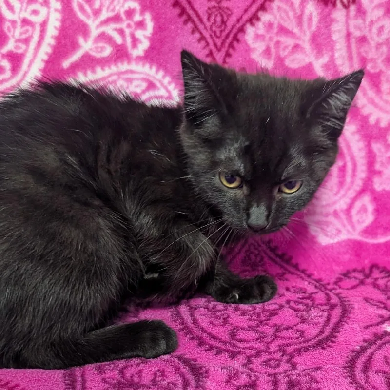A baby small-sized female Black Domestic Short Hair cat named Gary for adoption in Jefferson city, TN