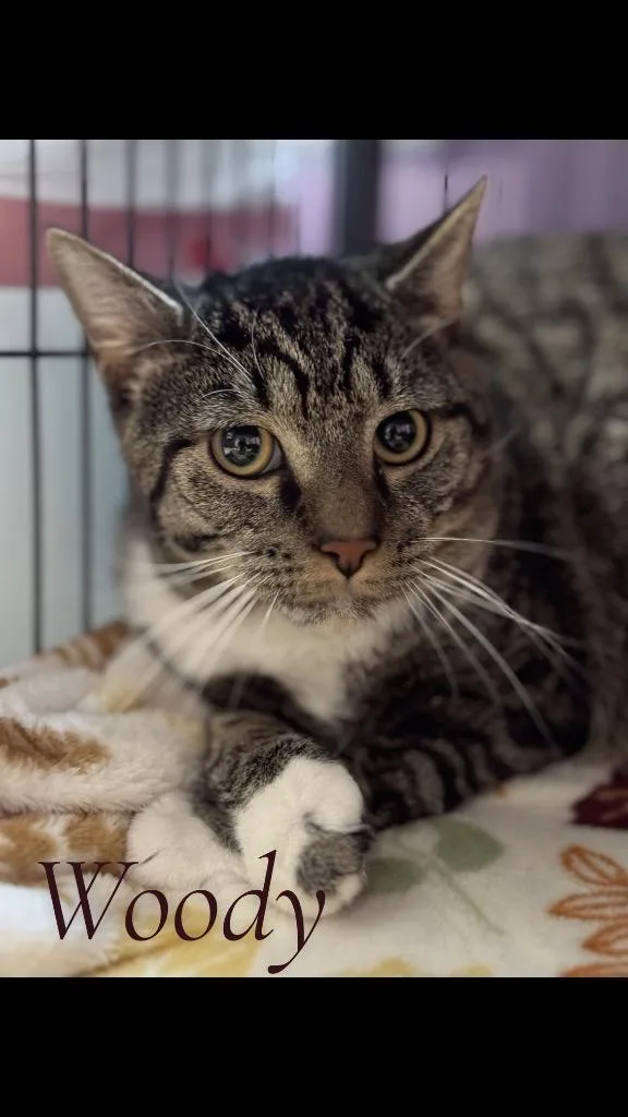 A young medium-sized male Domestic Short Hair cat named Woody for adoption in Cambridge, MD
