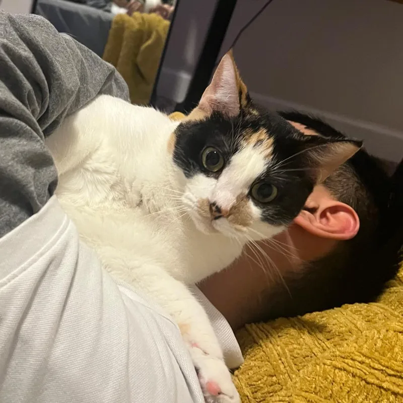 An adult medium-sized female Calico cat named Hera for adoption in Houston, TX