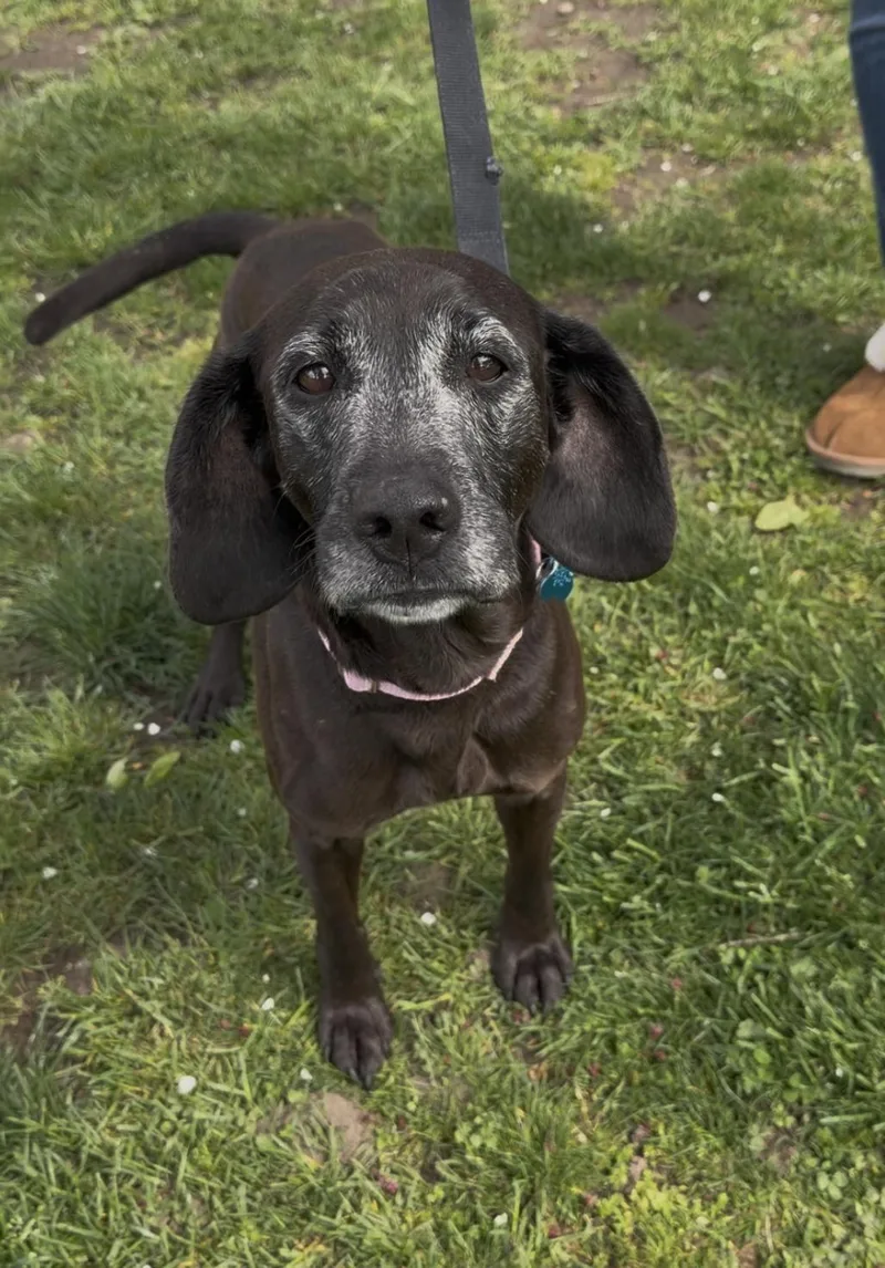 A senior medium-sized female Black Beagle dog named Memaw for adoption in Wantagh, NY