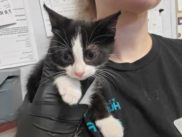 A baby small-sized male Domestic Short Hair cat named Lynyrd for adoption in Oceanside, CA