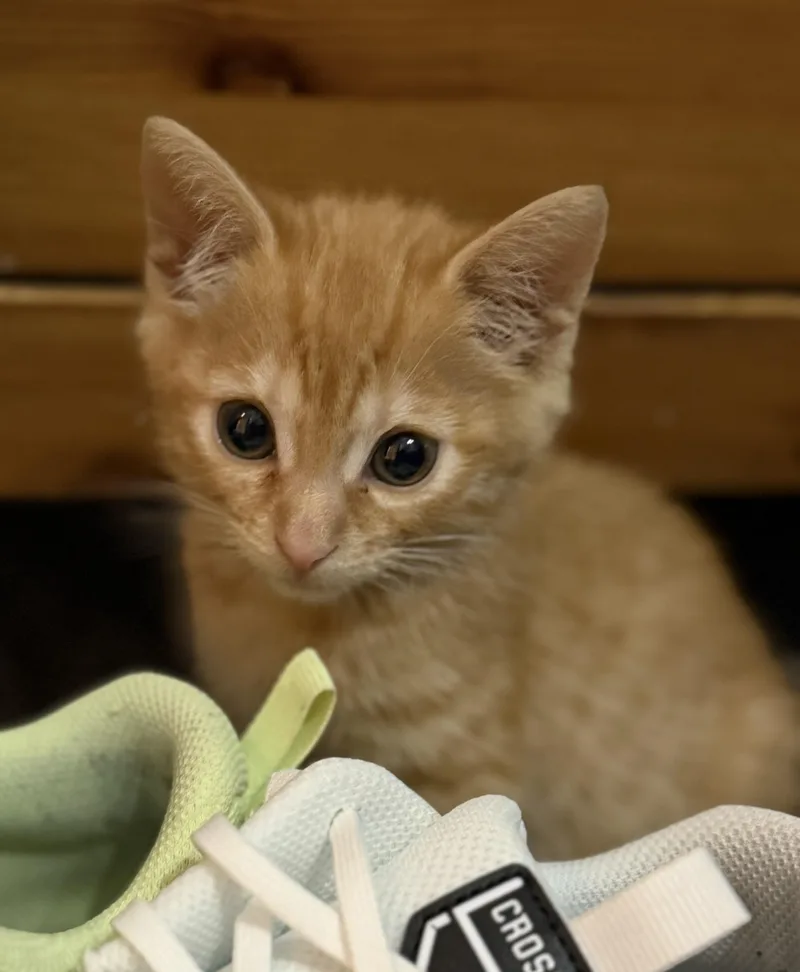 A baby medium-sized female Orange / Red Domestic Short Hair cat named Evita for adoption in Wayne, NJ