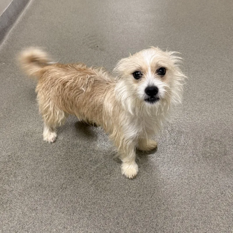 An adult small-sized male Terrier dog named Linus for adoption in Kearney, NE