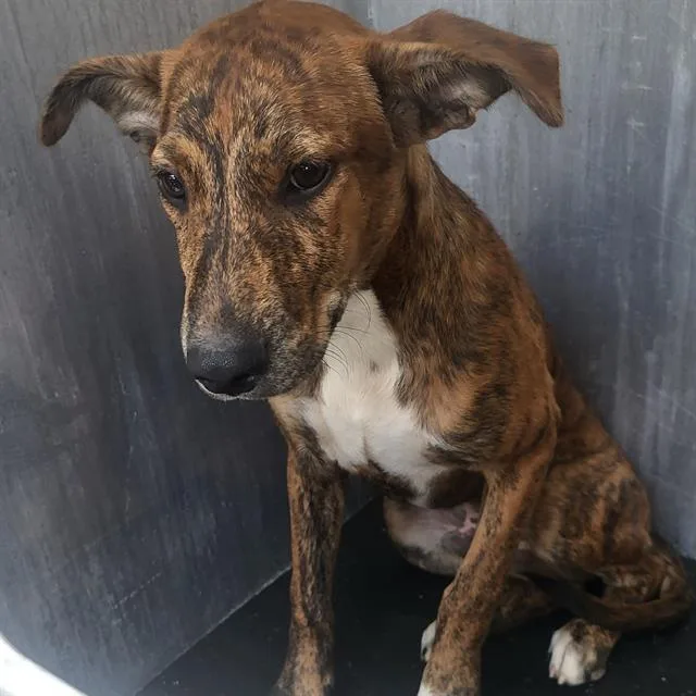 A young medium-sized male Terrier dog named Melvin for adoption in San Antonio, TX