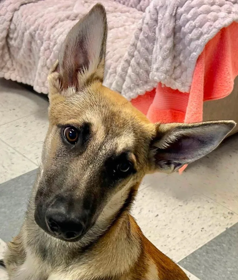 A baby large-sized male Brown / Chocolate German Shepherd Dog dog named Joey for adoption in Palo Alto, CA