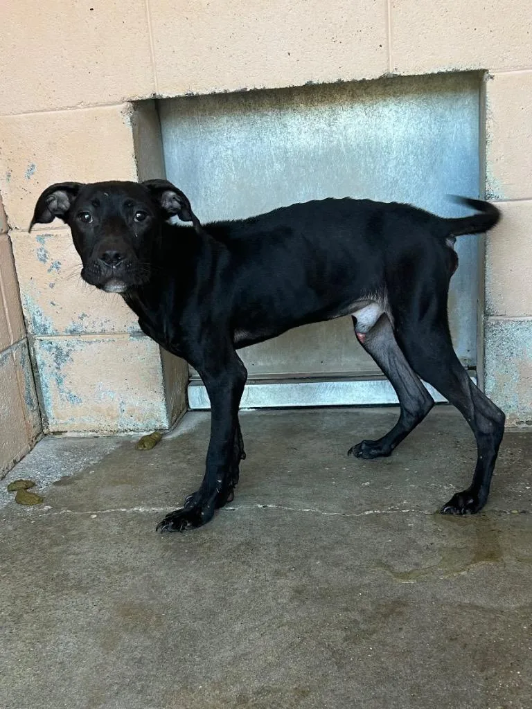 A baby medium-sized male Labrador Retriever dog named Archie for adoption in Gautier, MS