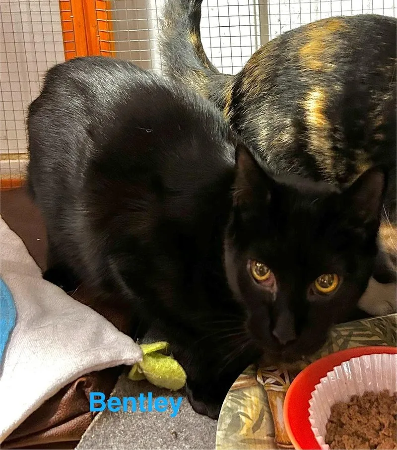 A young small-sized male Black Domestic Short Hair cat named Bentley for adoption in Telford, PA