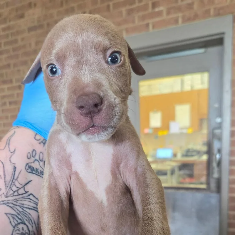A baby small-sized male Pit Bull Terrier dog named Butter for adoption in Birmingham, AL