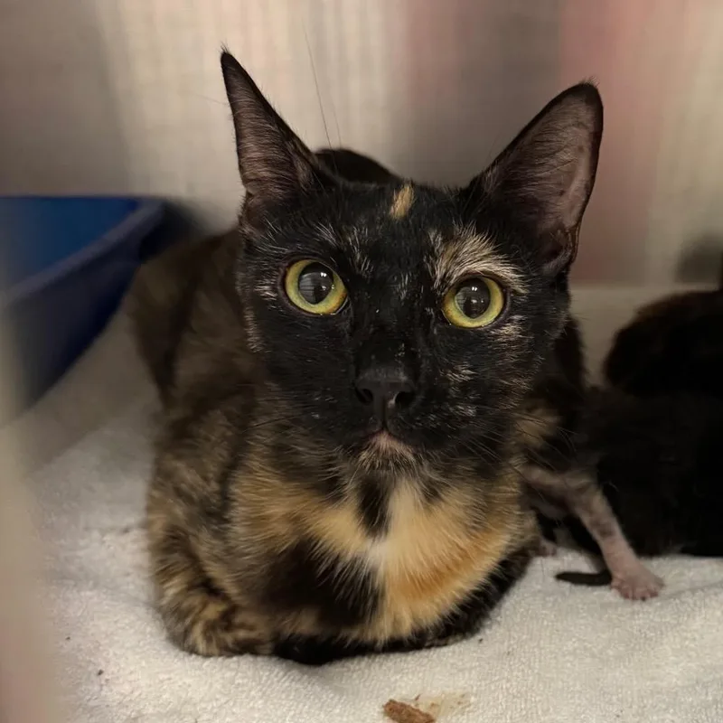 A young small-sized female Tortoiseshell Domestic Short Hair cat named IEPAStray for adoption in Upland, CA
