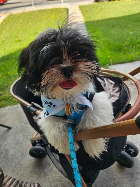 A baby medium-sized male Shih Tzu dog named Marlee Cooper for adoption in Parkville, MD