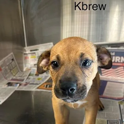 A baby medium-sized female Brown / Chocolate Mixed Breed dog named KBrew for adoption in Knoxville, TN