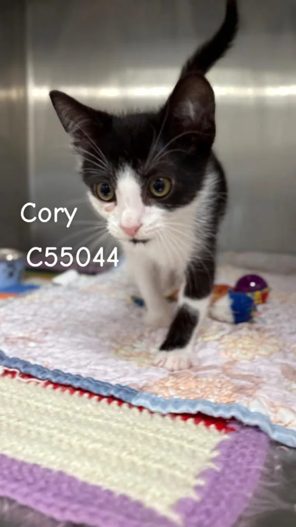 Cory