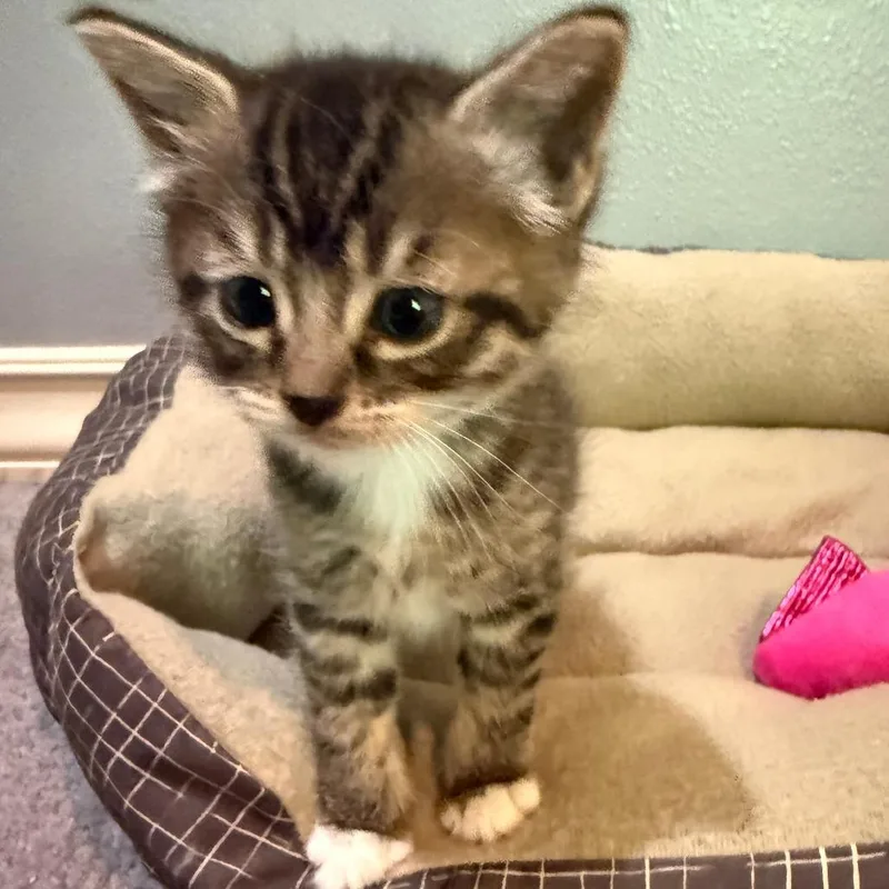 A baby small-sized female Brown / Chocolate Domestic Short Hair cat named Cammy for adoption in Redmond, WA