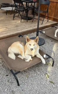 An adult large-sized female Husky dog named Riley for adoption in Washington Court House, OH