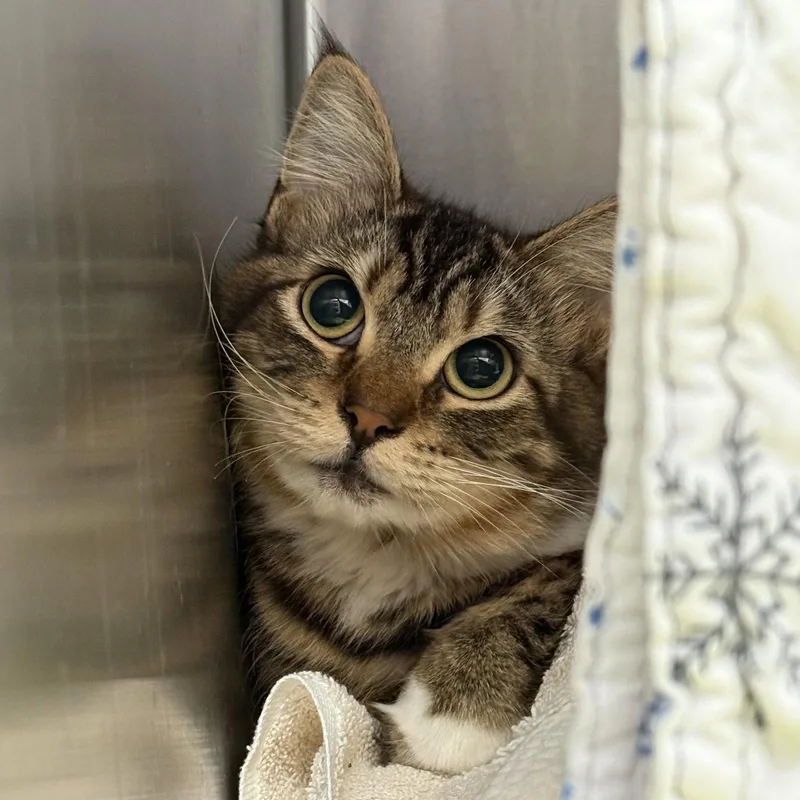A young medium-sized female Domestic Short Hair cat named Saya for adoption in Oakland, CA