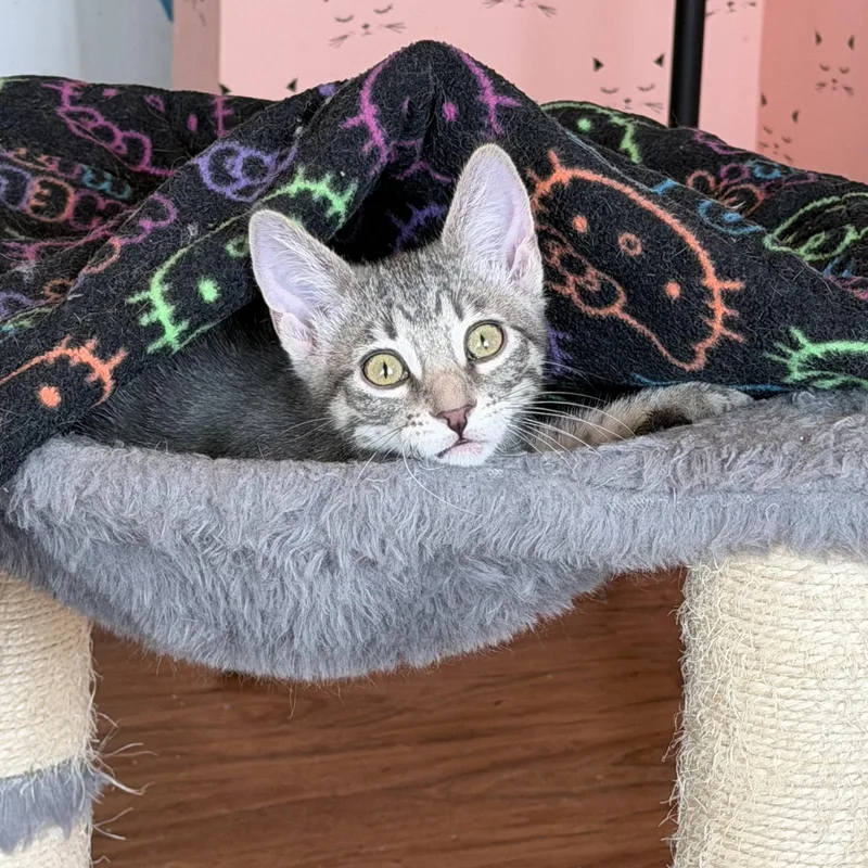 A baby medium-sized female Tabby (Gray / Blue / Silver) Domestic Short Hair cat named Olga for adoption in Plainfield, IL