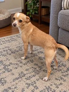 A young small-sized female Golden Chihuahua dog named Baby for adoption in Tifton, GA