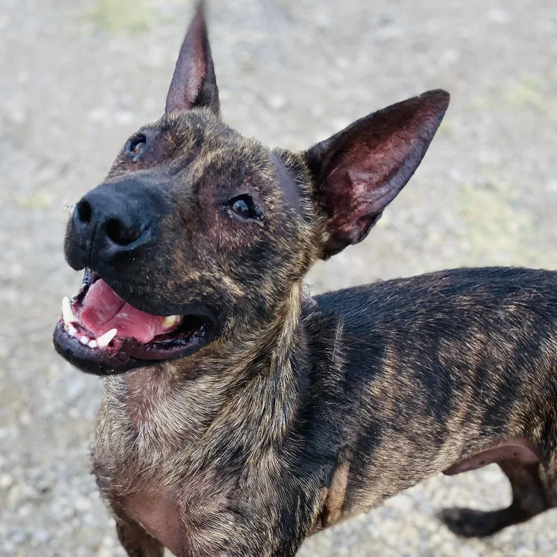 An adult medium-sized male Brindle Pit Bull Terrier dog named Griff for adoption in Justin, TX