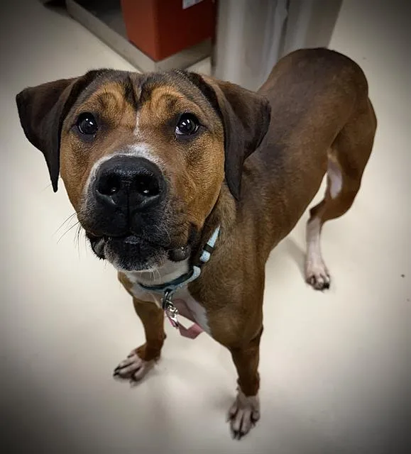 An adult large-sized male Treeing Walker Coonhound dog named Ponyboy for adoption in Aliquippa, PA