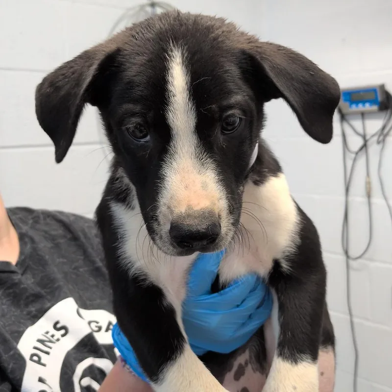 A baby small-sized male Black Pointer dog named Quentin for adoption in Hattiesburg, MS