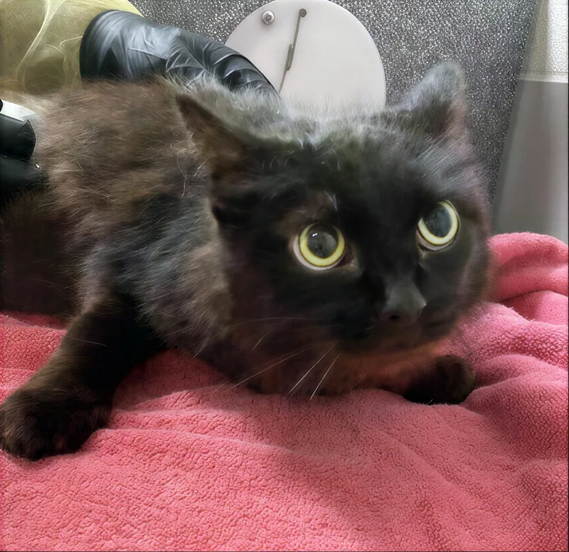 A senior medium-sized female Black Domestic Short Hair cat named Sissy for adoption in Nashville, TN
