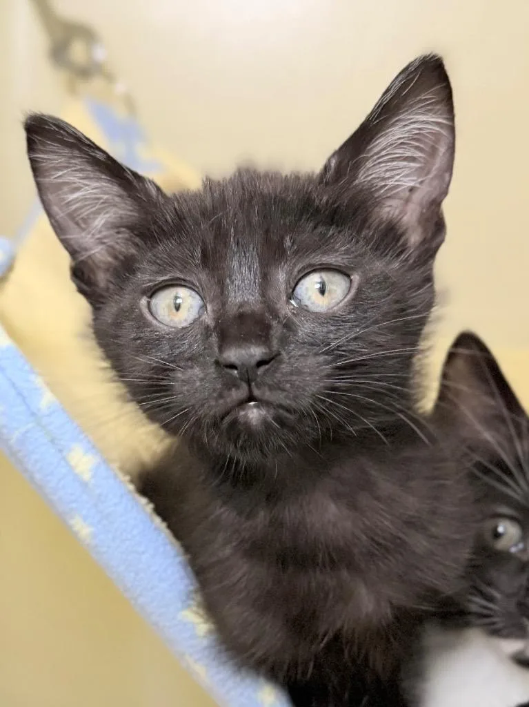 A baby medium-sized male Domestic Short Hair cat named Hole Punch for adoption in Menomonie, WI