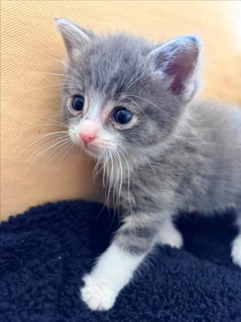 A baby small-sized female Gray / Blue / Silver Domestic Short Hair cat named Boots for adoption in Woodland, CA