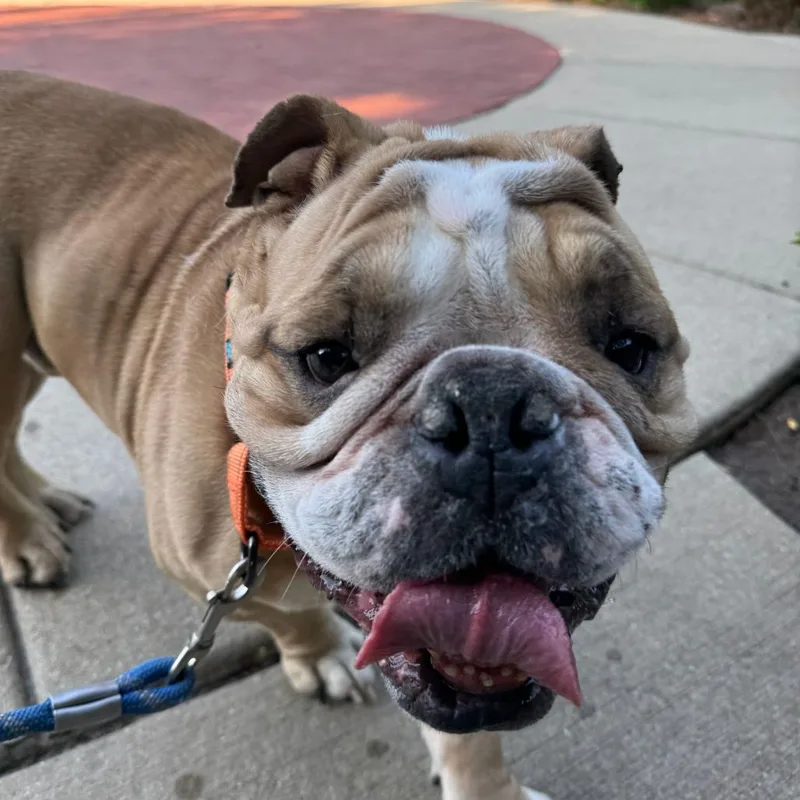 Gordie thumbnail 3