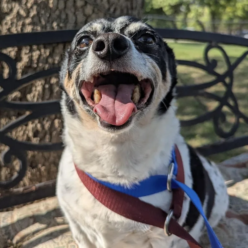 A senior small-sized male Dachshund dog named Toby for adoption in Pelham, NH