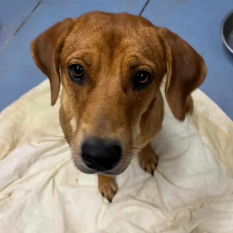 An adult medium-sized female Red / Chestnut / Orange Mixed Breed dog named Dottie for adoption in Gadsden, AL