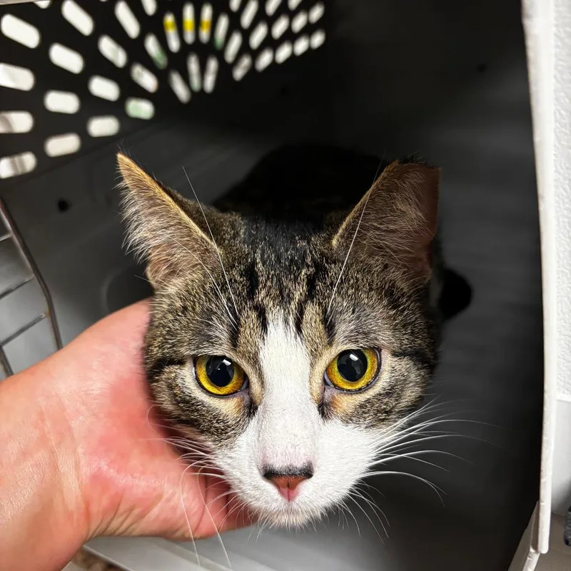 A young large-sized male Brown / Chocolate Domestic Short Hair cat named Indy for adoption in Ottawa, KS