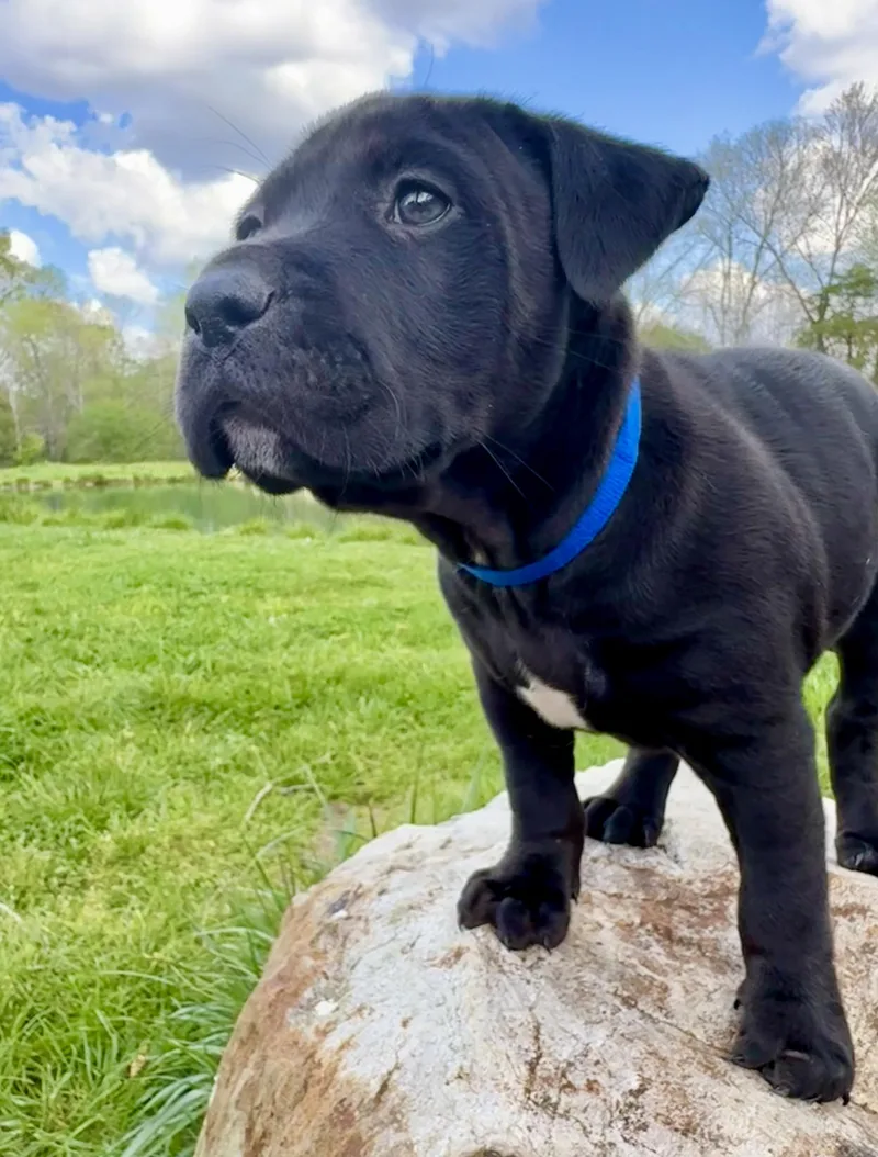 Licorice thumbnail 3