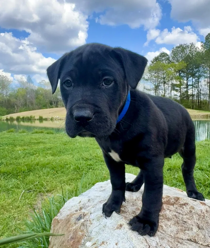 Licorice thumbnail 4