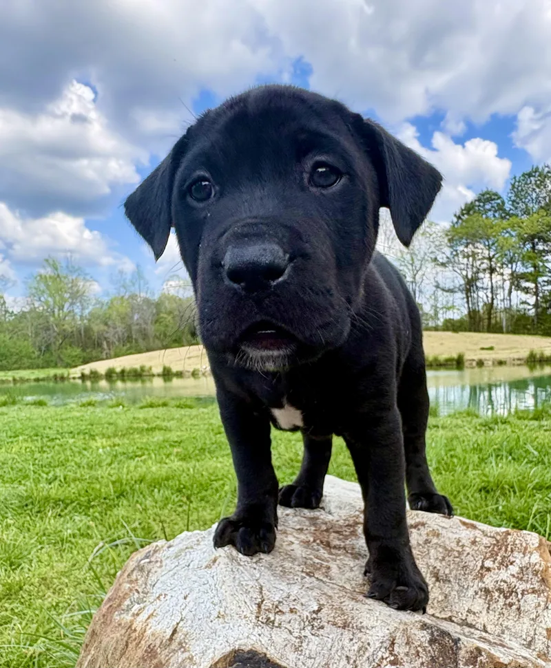 Licorice thumbnail 5