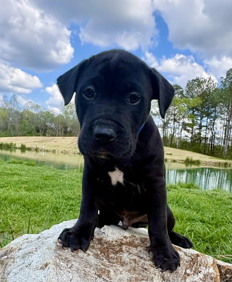 Licorice thumbnail 6