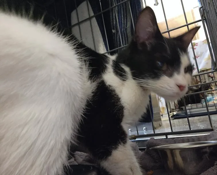 An adult small-sized female Domestic Short Hair cat named Yahoo for adoption in Hagerstown, MD