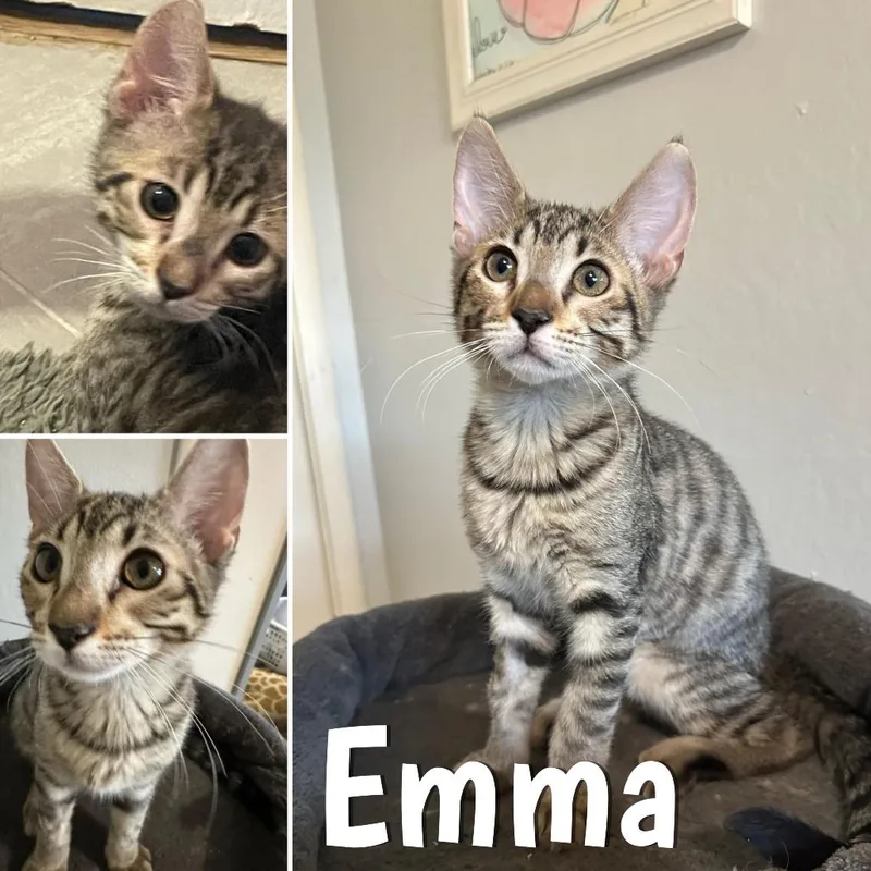 A baby small-sized female Brown / Chocolate Domestic Short Hair cat named Emma for adoption in Orangevale, CA