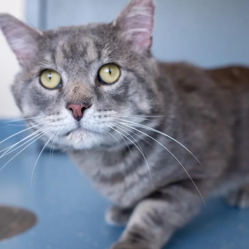 An adult large-sized male Gray / Blue / Silver Domestic Short Hair cat named Eddie for adoption in Inver Grove Heights, MN