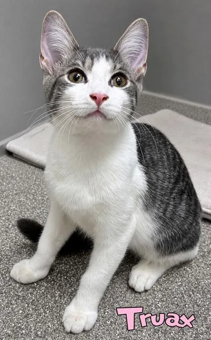 A baby small-sized male Domestic Short Hair cat named Truax for adoption in Mason, MI