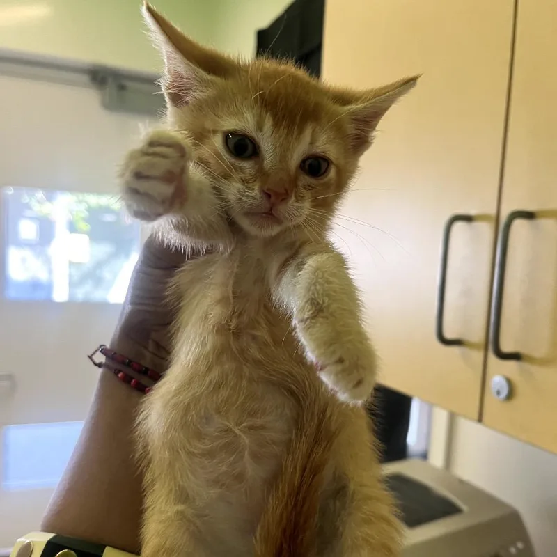 A baby small-sized male Orange / Red Domestic Short Hair cat named Abejita for adoption in Los Angeles, CA